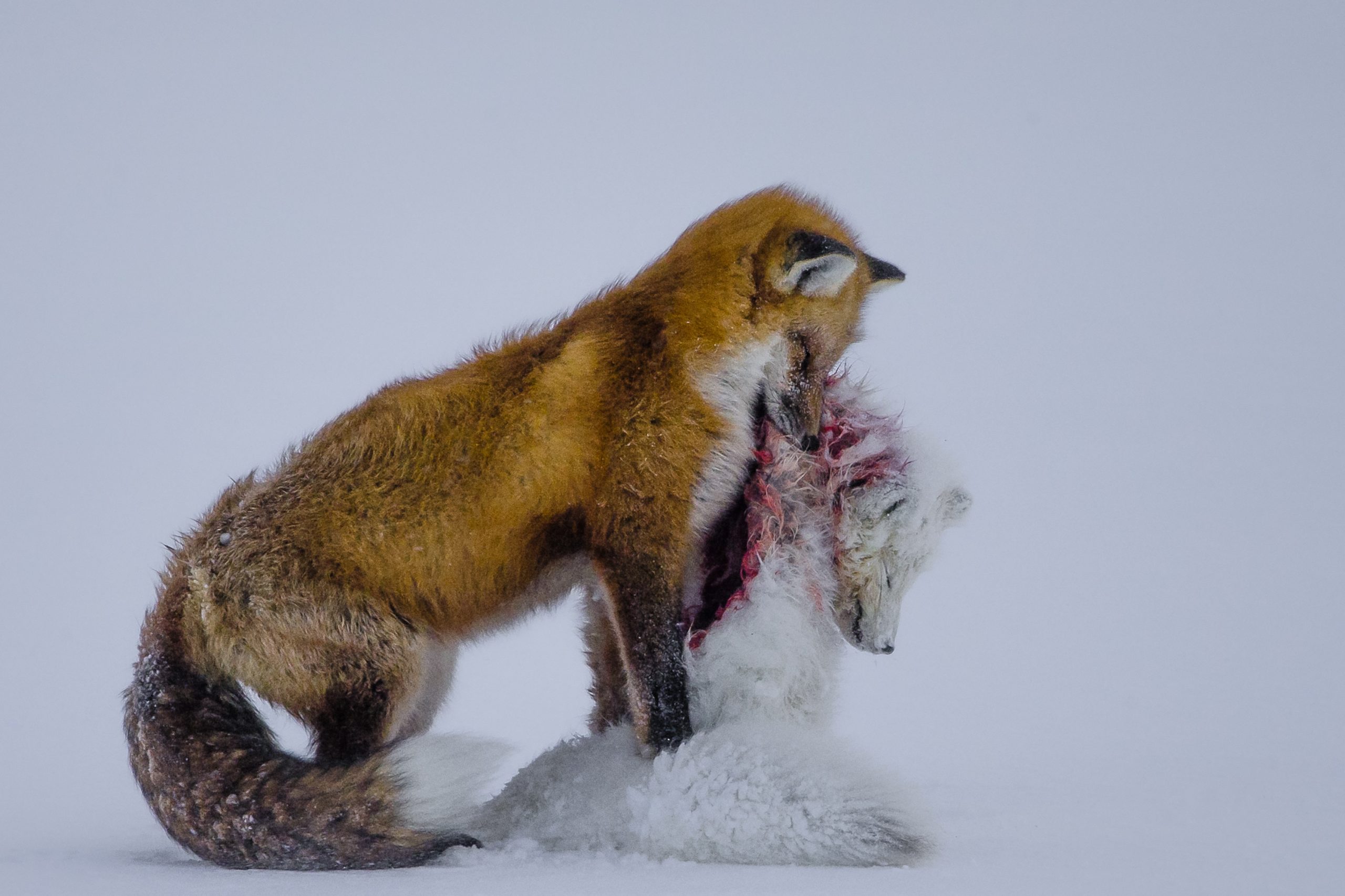 A luta pela vida: fotografia de duas raposas vence Wildlife Photographer of the Year 2015