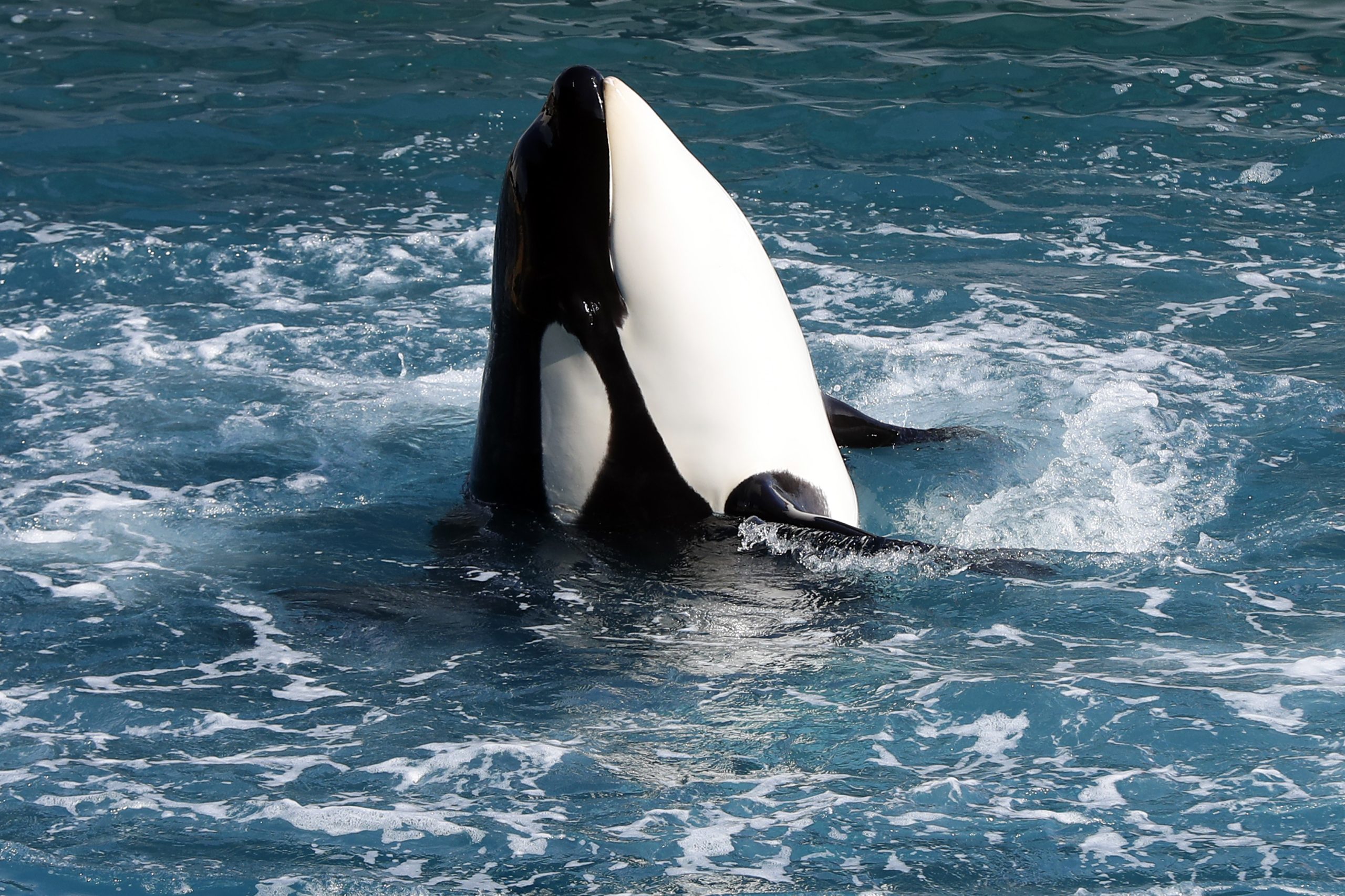Um ataque “sem precedentes”. Orca solitária caça tubarão branco