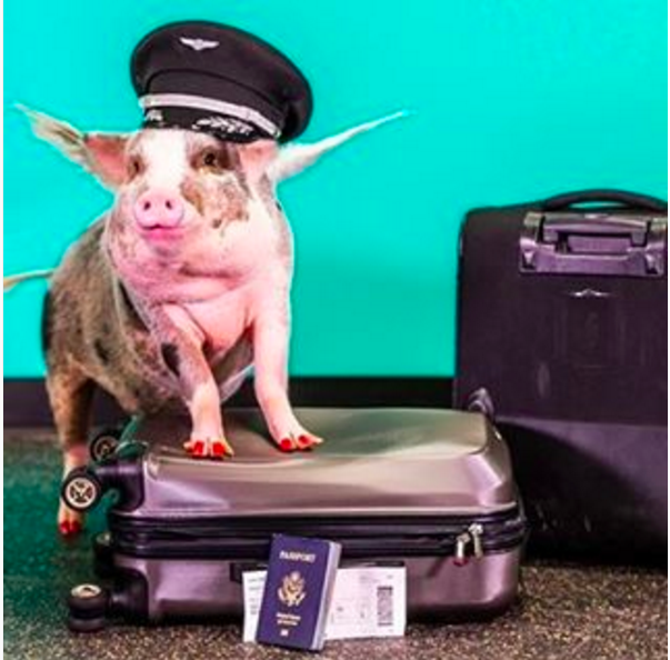 LiLou foi treinada para reduzir o stress a quem viaja de avião