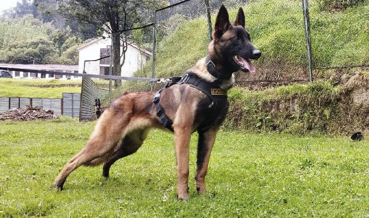 Onde está Wilson? Crianças resgatadas da selva fazem desenhos de cão que ajudou no resgate e desapareceu