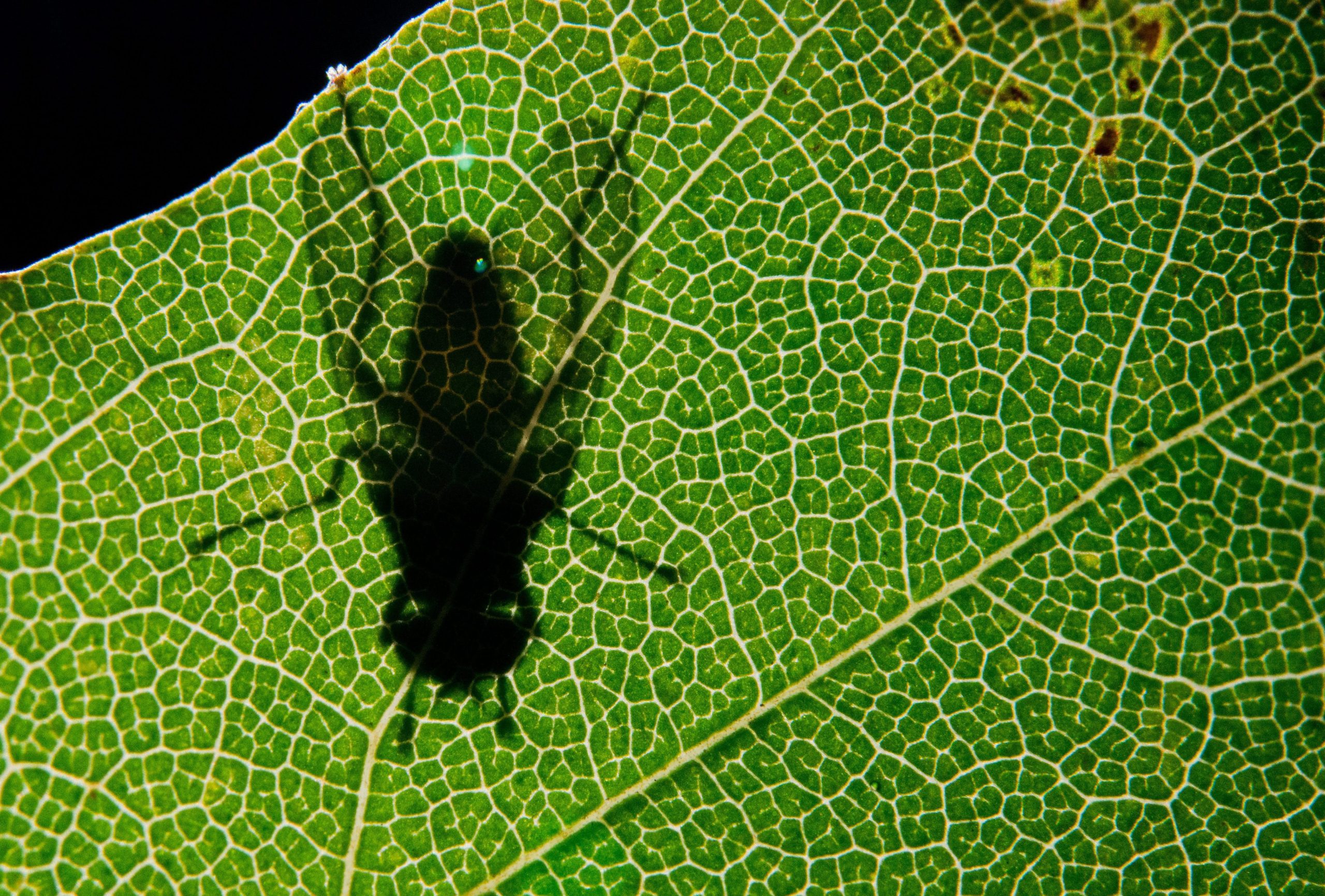 Mosca da fruta “na hora de escolher” prefere acasalar a dormir, segundo um estudo