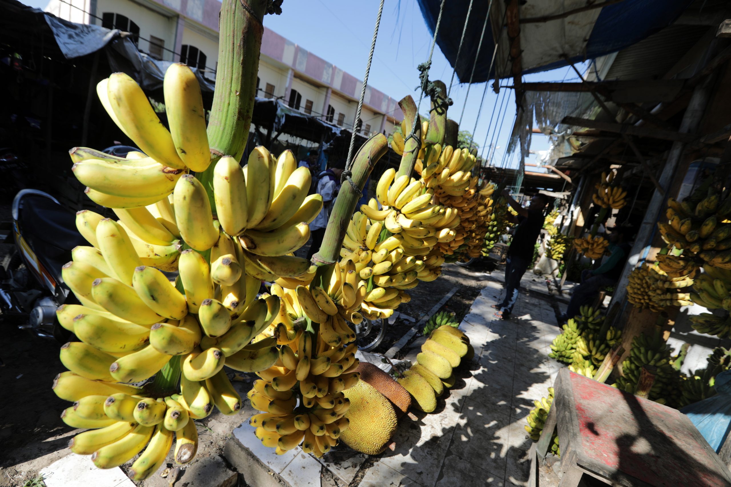 Produção de banana da Madeira cai 24% em 2018 devido às condições climatéricas