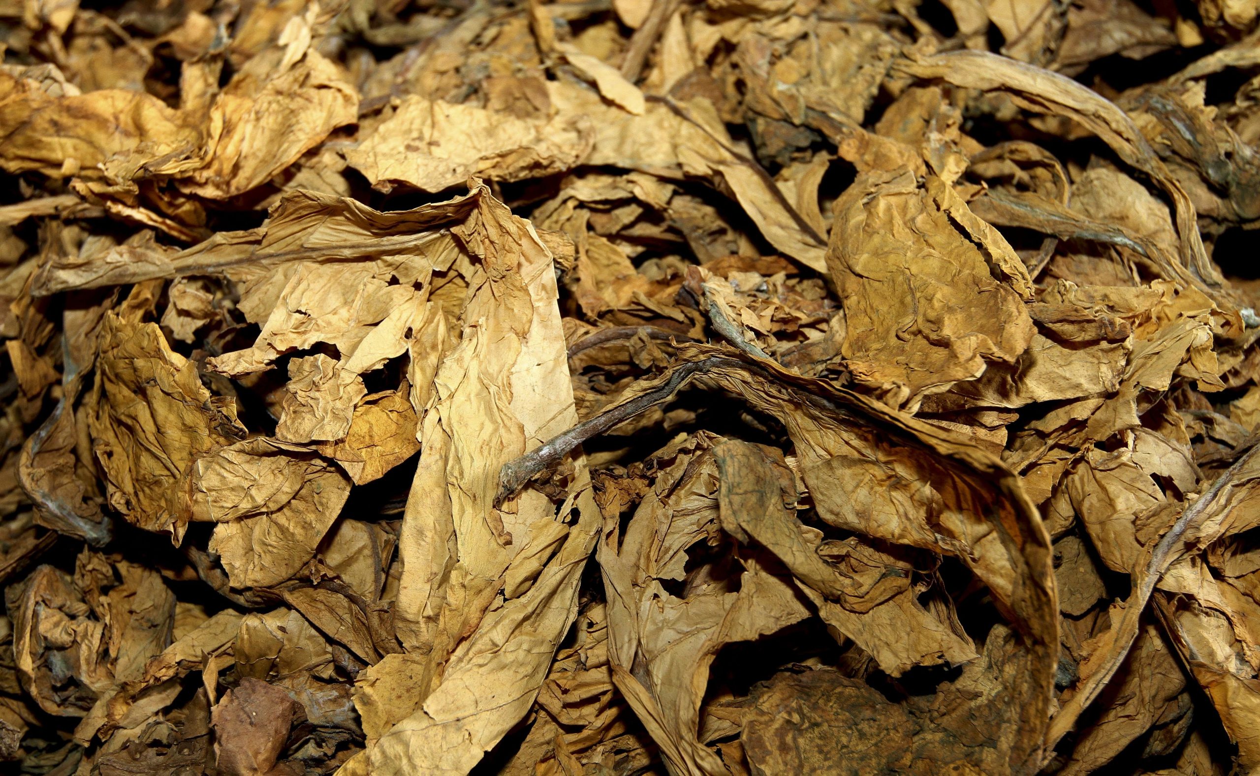 Apreendidas quase 13 toneladas de folha de tabaco contrafeita em Amarante