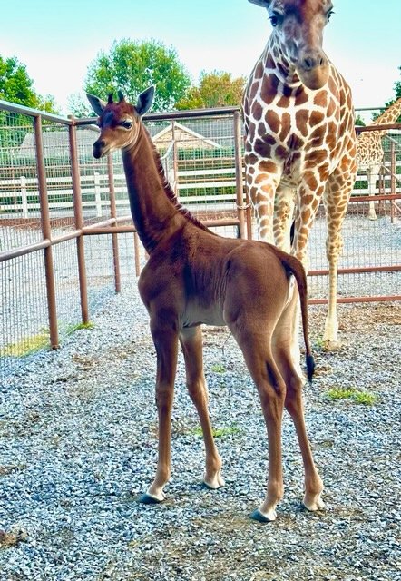 Uma girafa única que nasceu sem manchas nos EUA precisa de um nome e o zoo abriu uma votação