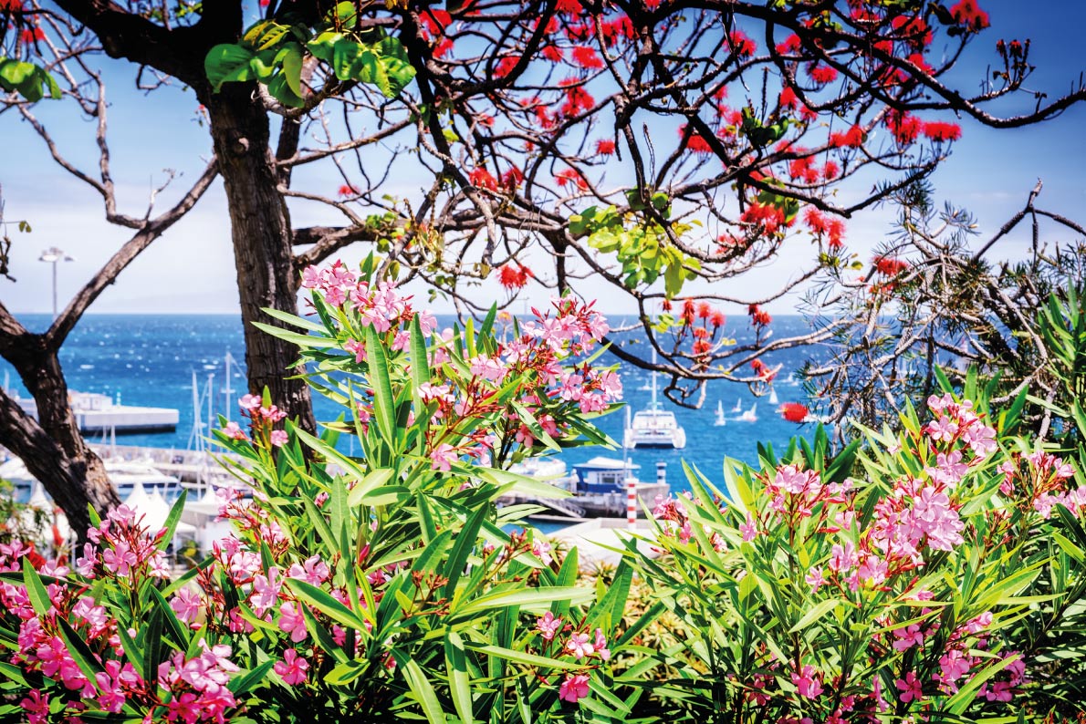 A receita da Madeira para ter turismo todo o ano