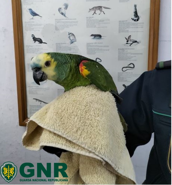 GNR  recolheu papagaio-verdadeiro em Almoçageme. Animal está agora no ICNF em Sintra