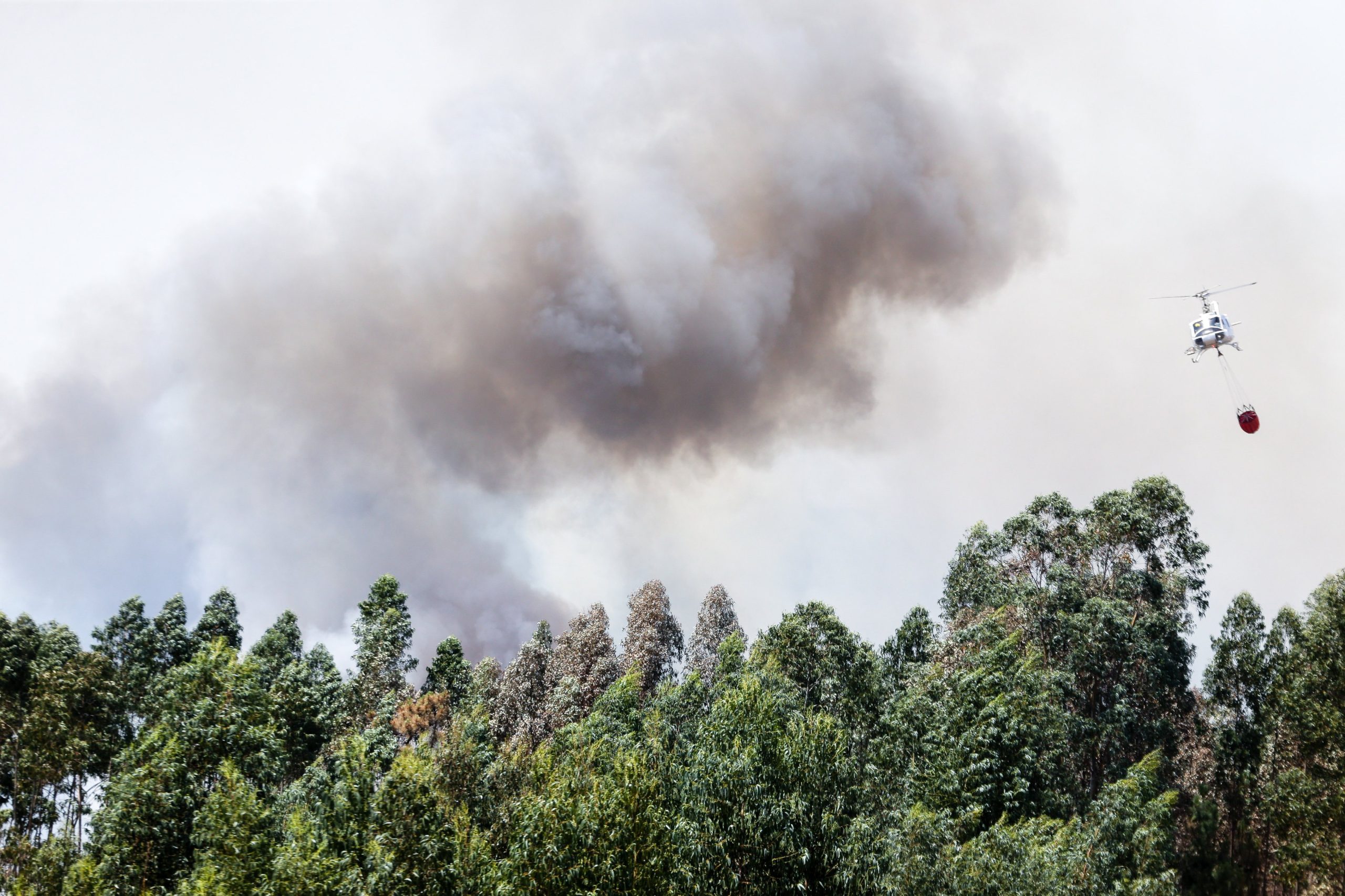 Góis: Combate ao incêndio evolui favoravelmente. Duas frentes ainda ativas
