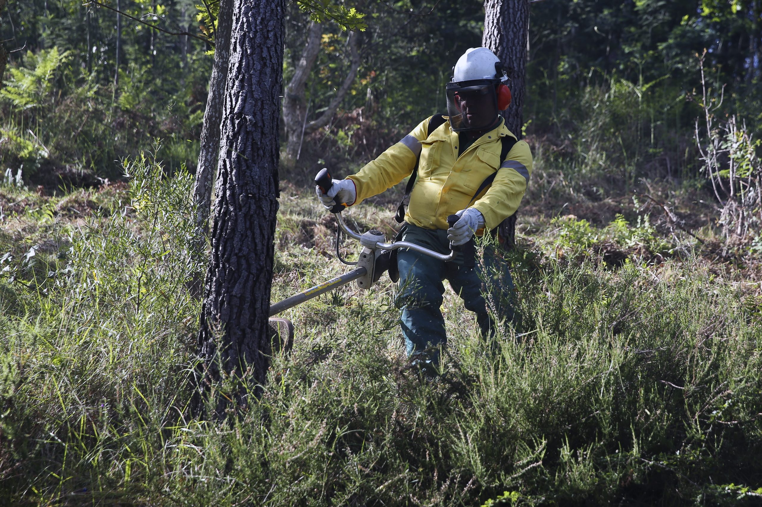 Um ramo pouco apetecível. Empresários da floresta desesperam com falta de mão de obra