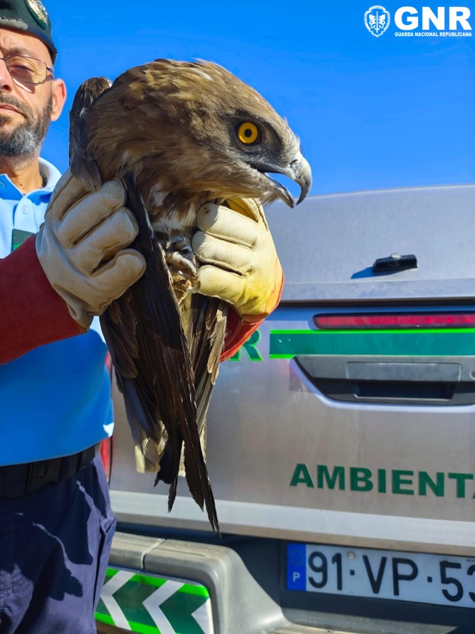 Águia-cobreira resgatada em Elvas pelo SEPNA da GNR