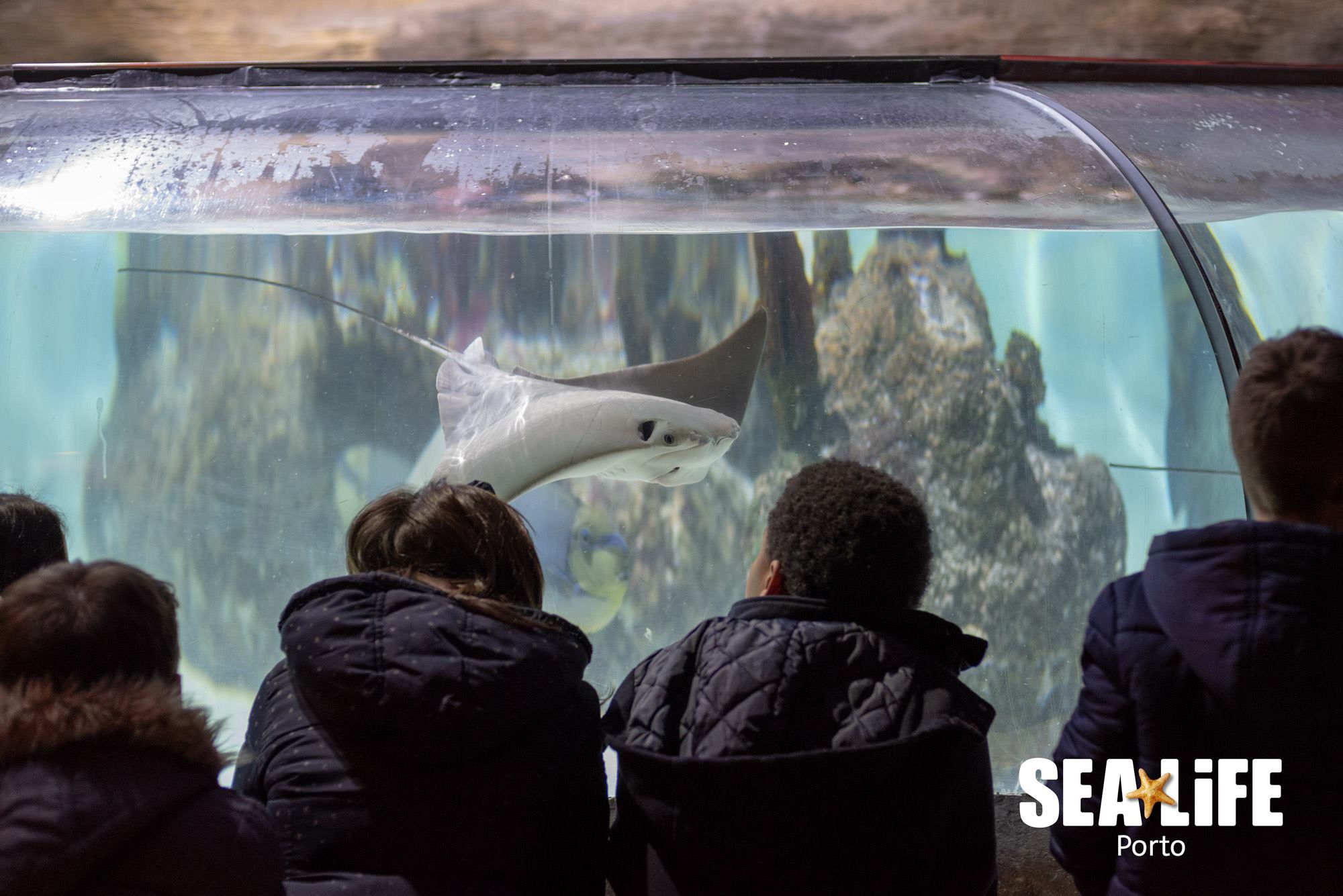 Sea Life Porto anuncia registo inédito em Portugal de pegada de carbono positiva