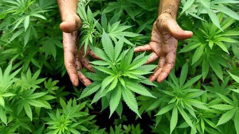 Legalização da canábis no Canadá pode render mil milhões de dólares ao governo