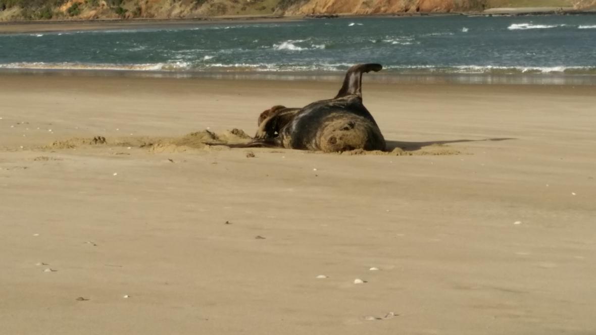 Cientistas encontram pen com fotos entre as fezes congeladas de uma foca