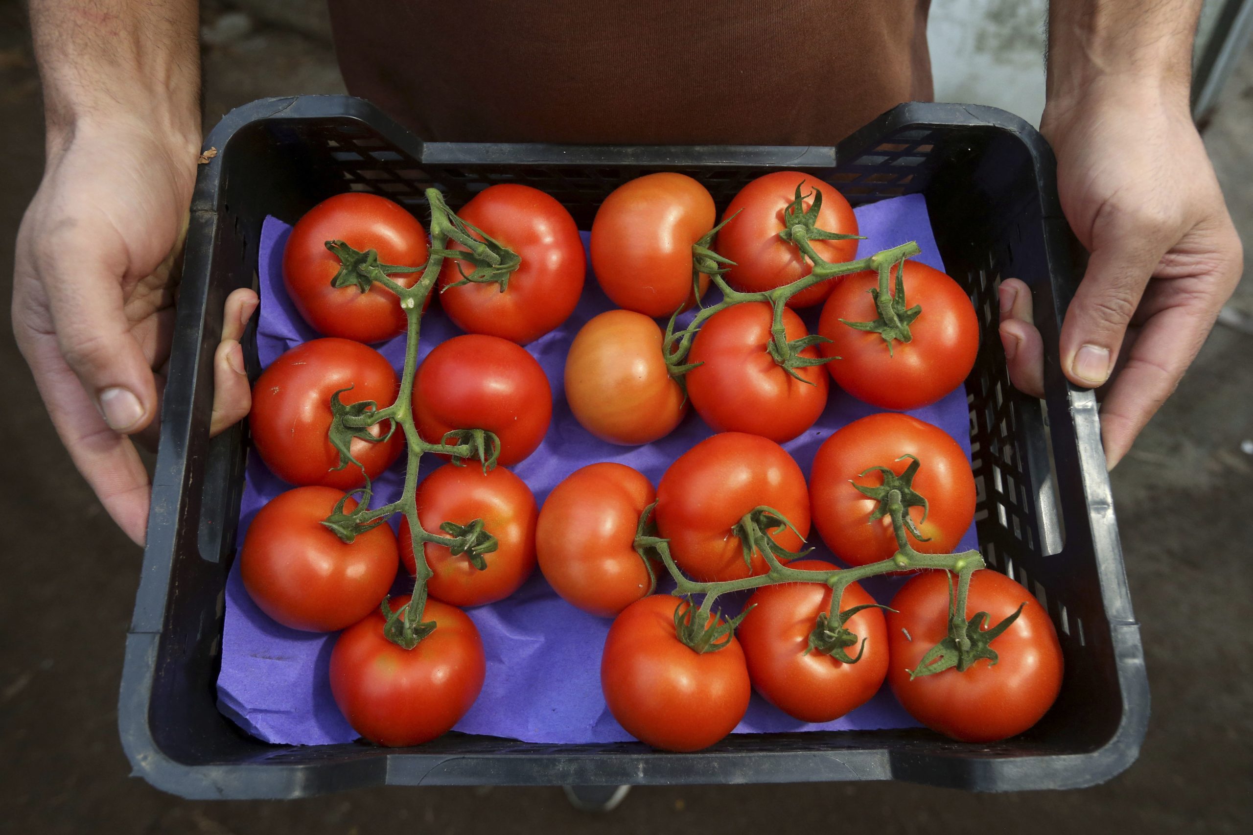 Indústria do tomate estima prejuízo diário de 4 milhões de euros com greve dos motoristas