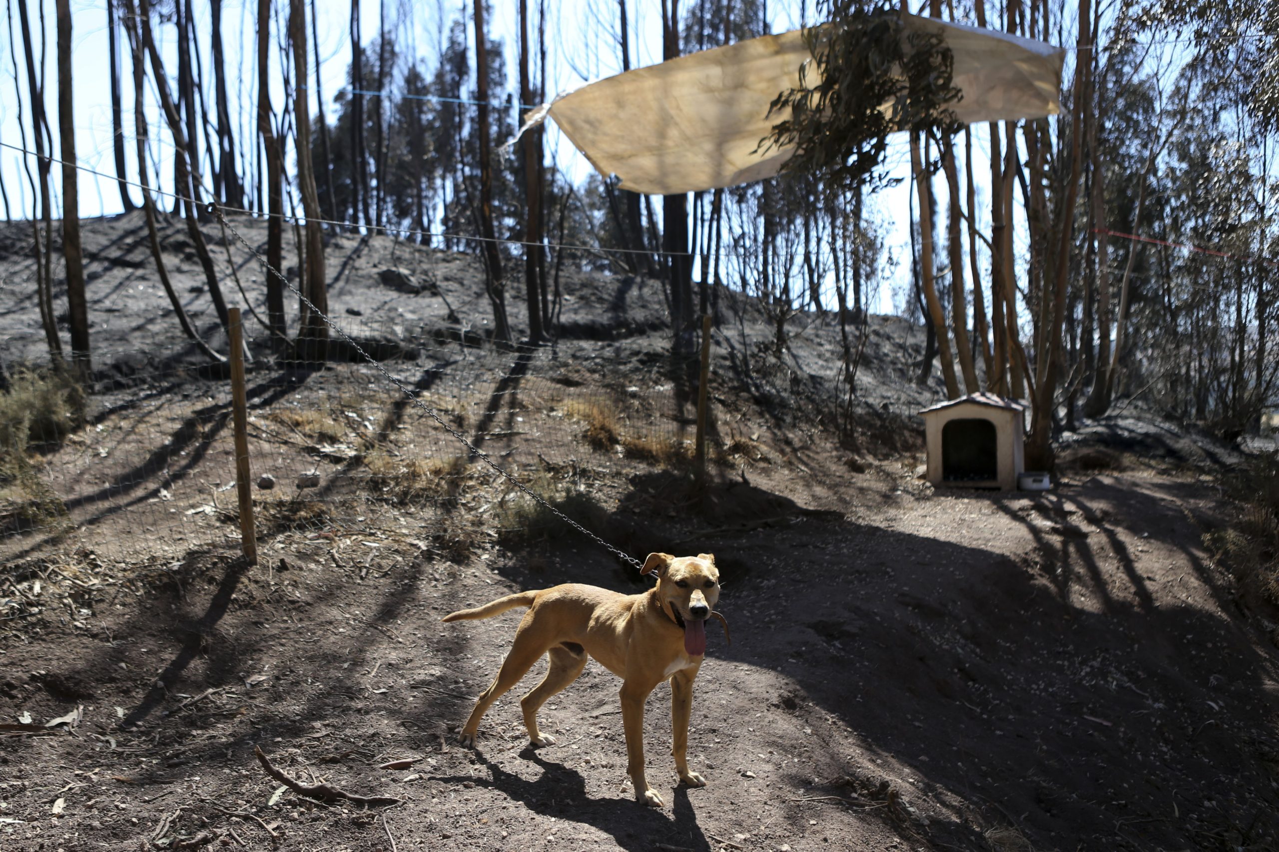 Processo-crime de animais mortos há um ano em incêndio em Santo Tirso está “parado”