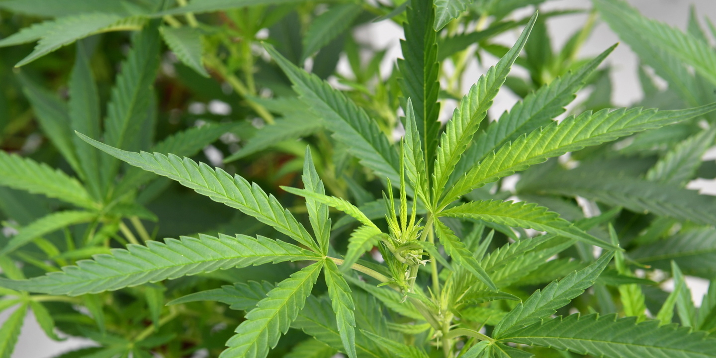 GNR deteve homem na Sertã e apreendeu mais de 3.300 plantas de canábis