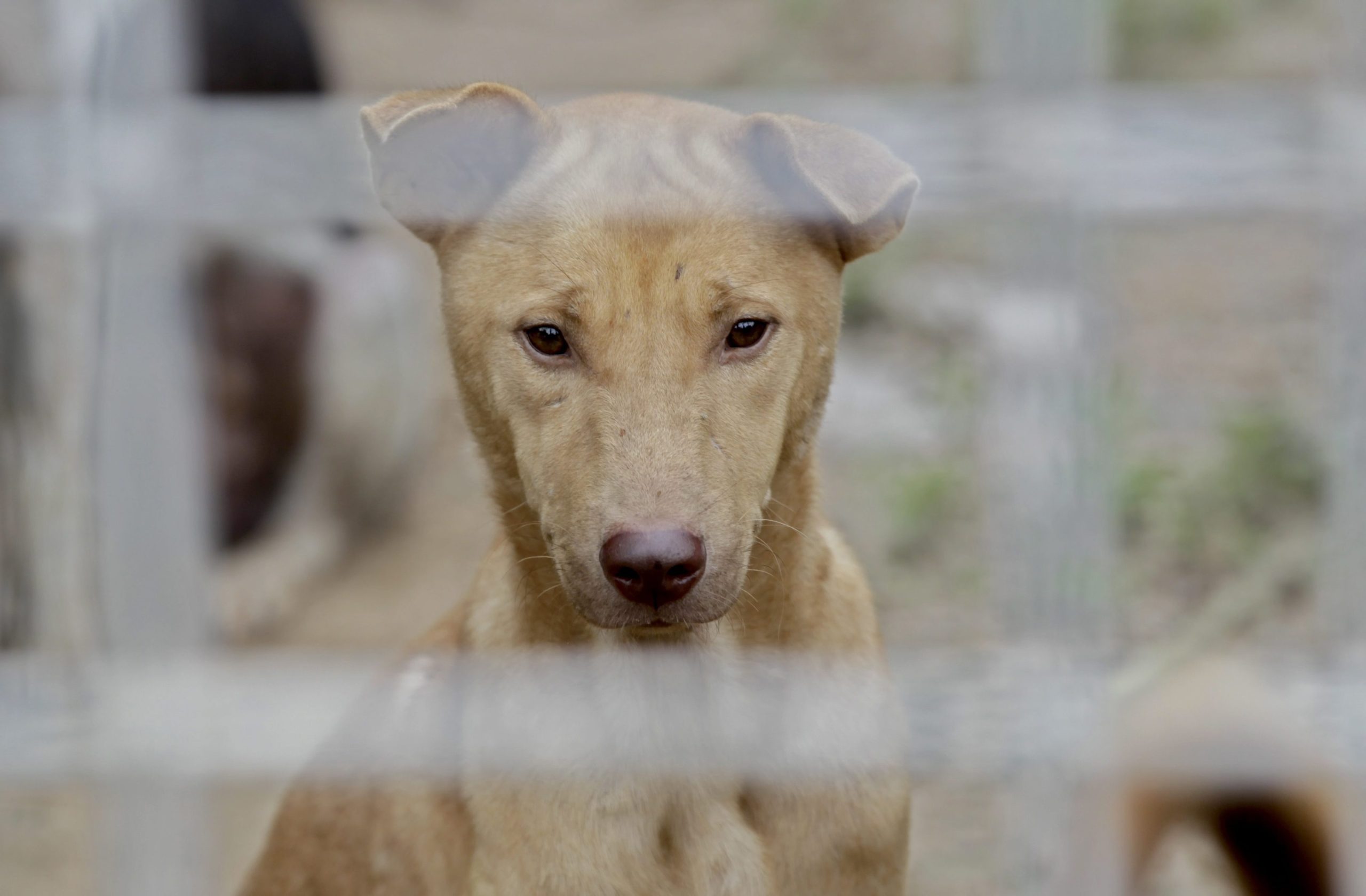 Vagos alerta para existência de “centenas de animais errantes” na área do concelho