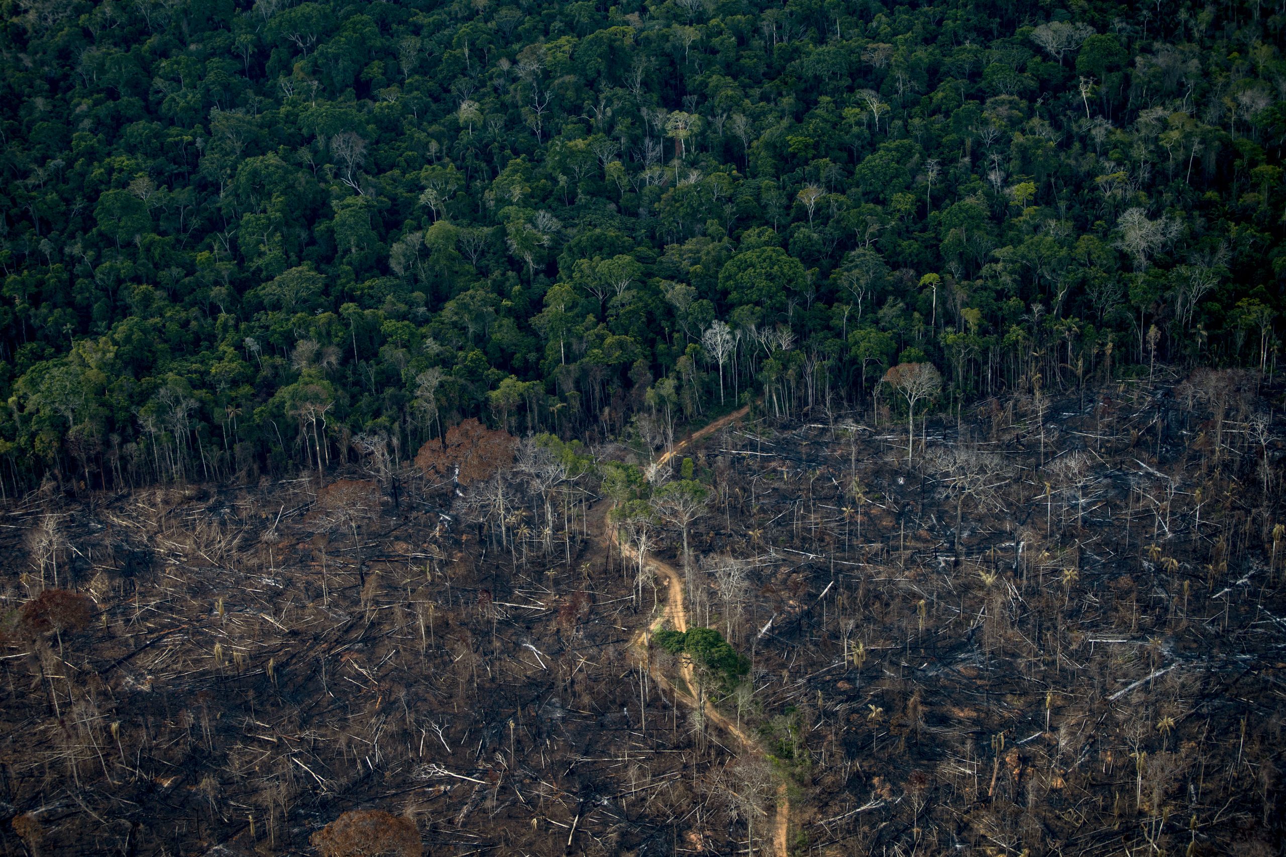 Destruição na Amazónia? Aos olhos do governo brasileiro não existe