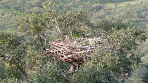 A maior ave de rapina da Europa fez ninho no Douro e a família está a crescer
