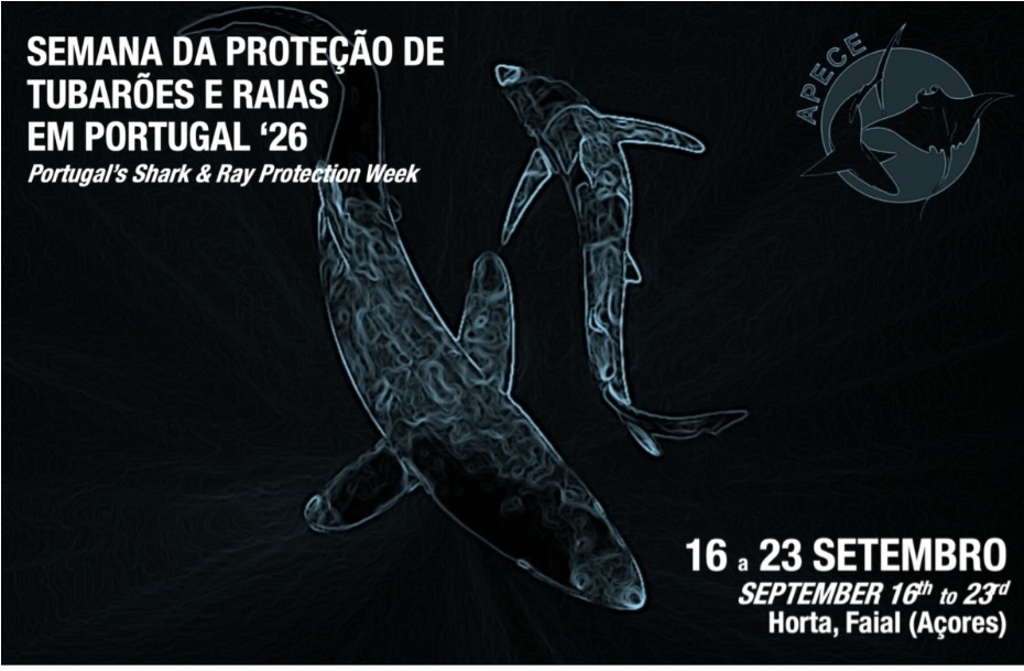Observação de tubarões e raias marca semana no Faial