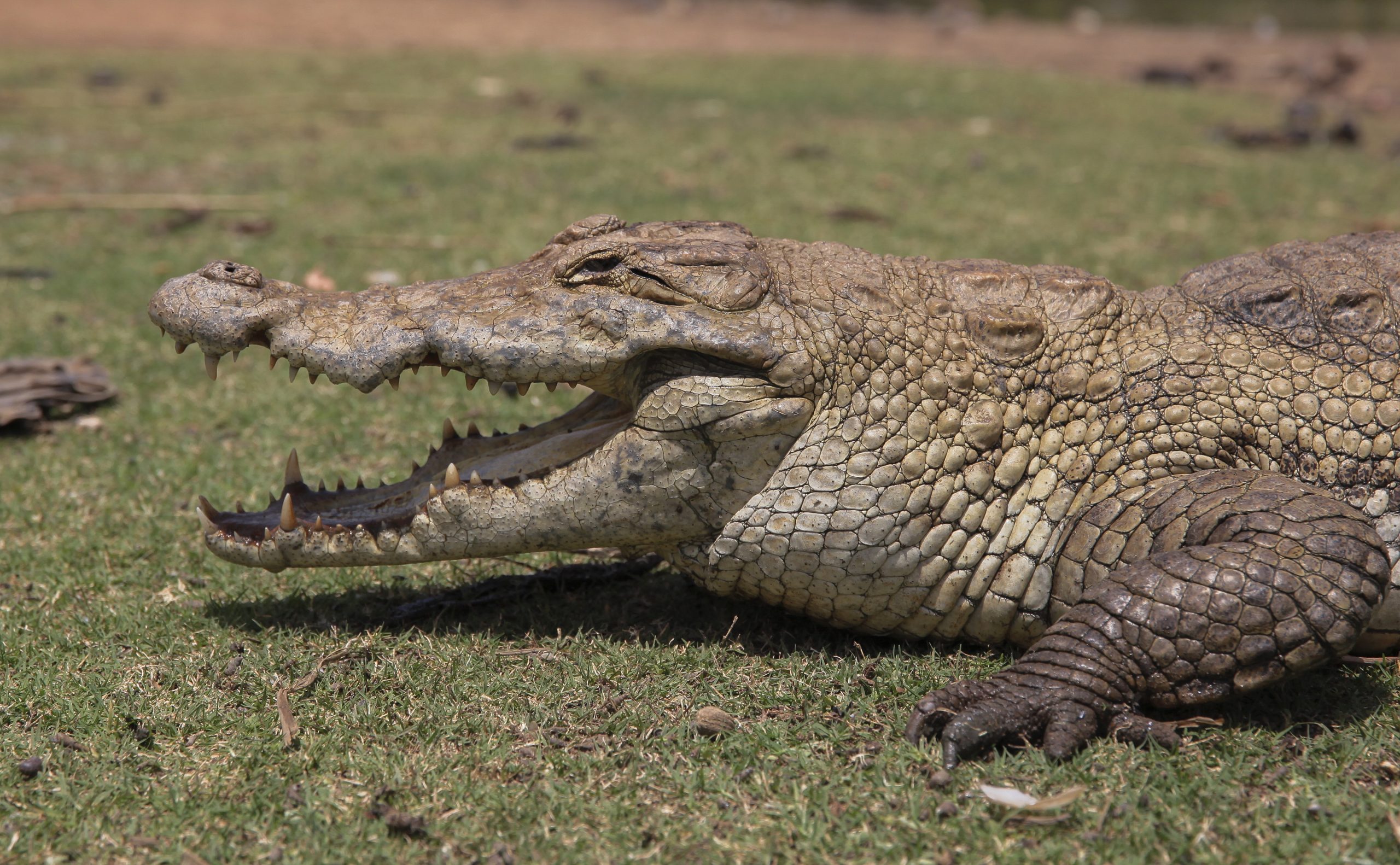 Crocodilos preocupam habitantes de várias zonas de Bissau