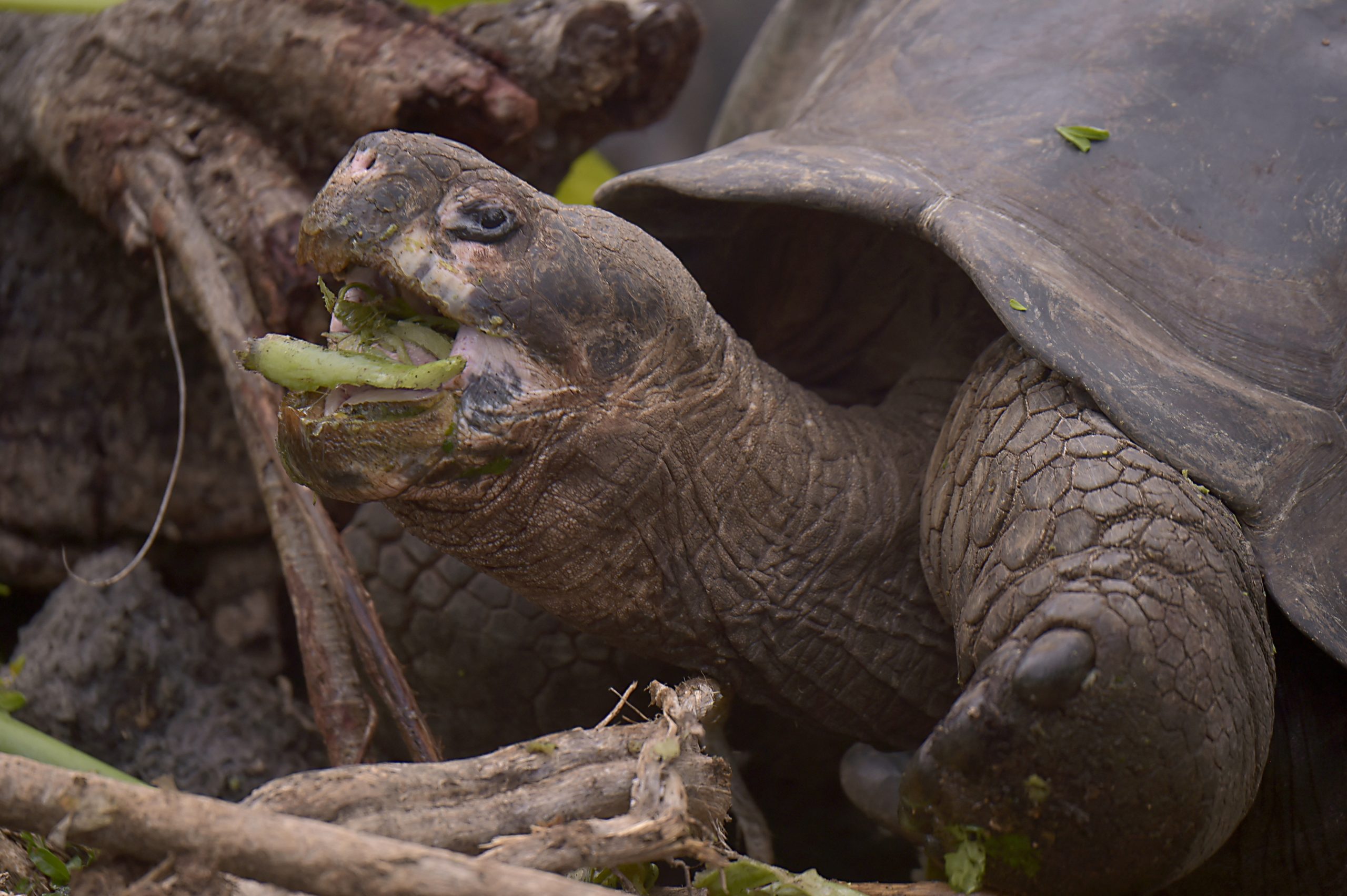 Tartarugas gigantes da ilha mais populosa de Galápagos afetadas pelo plástico