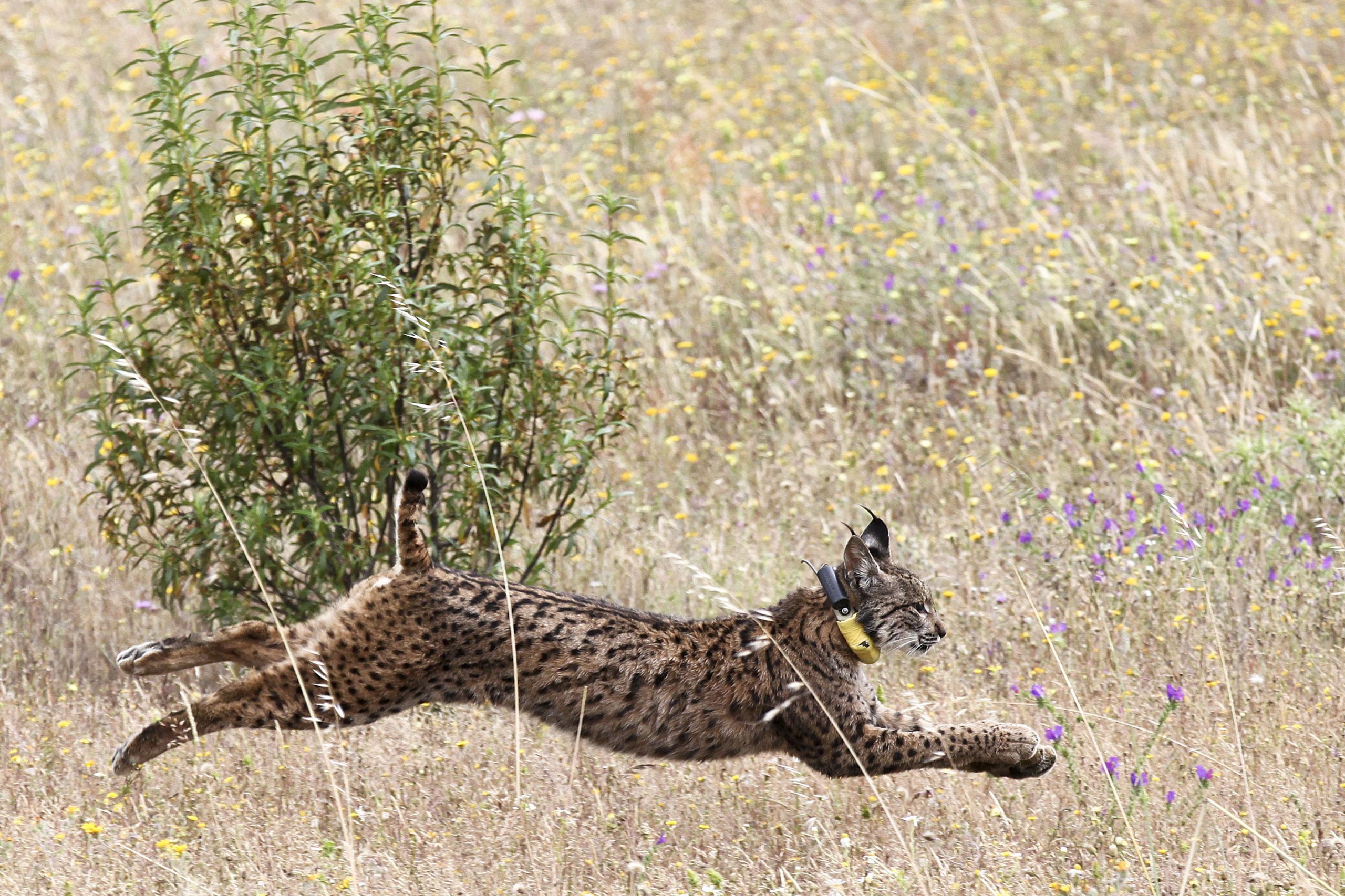 Vírus que ataca coelhos ameaça conservação de lince-ibérico e águia imperial
