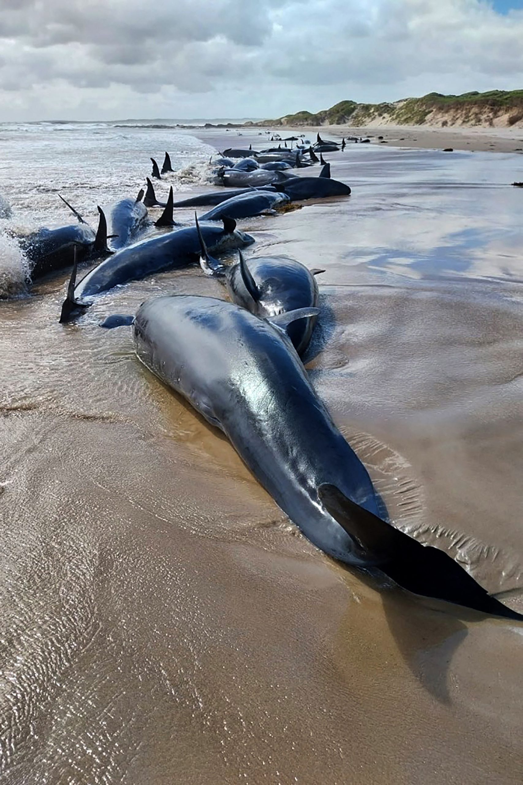 Encontrados 157 golfinhos encalhados em praia na Austrália. Alguns morreram e outros vão ser abatidos