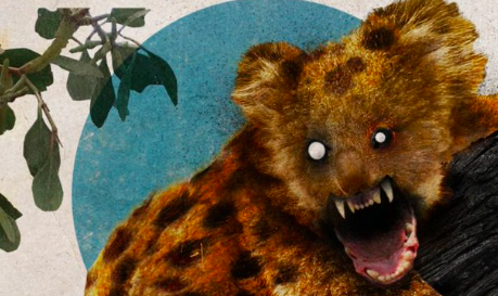 Um urso com dentes de coala. Ou como o animal mais perigoso da Austrália nem sequer existe