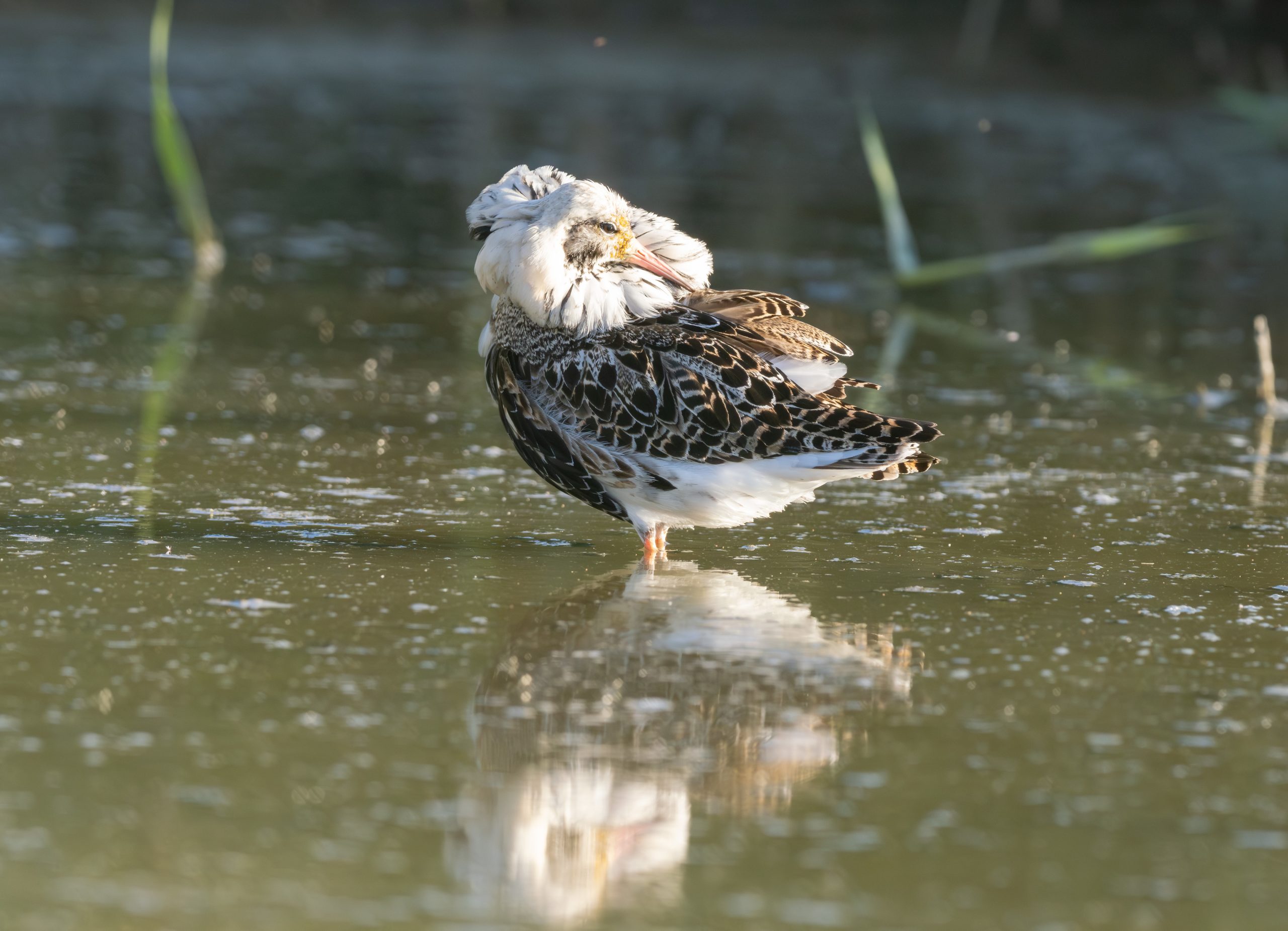 Uma em cada três populações de aves portuguesas está ameaçada de extinção