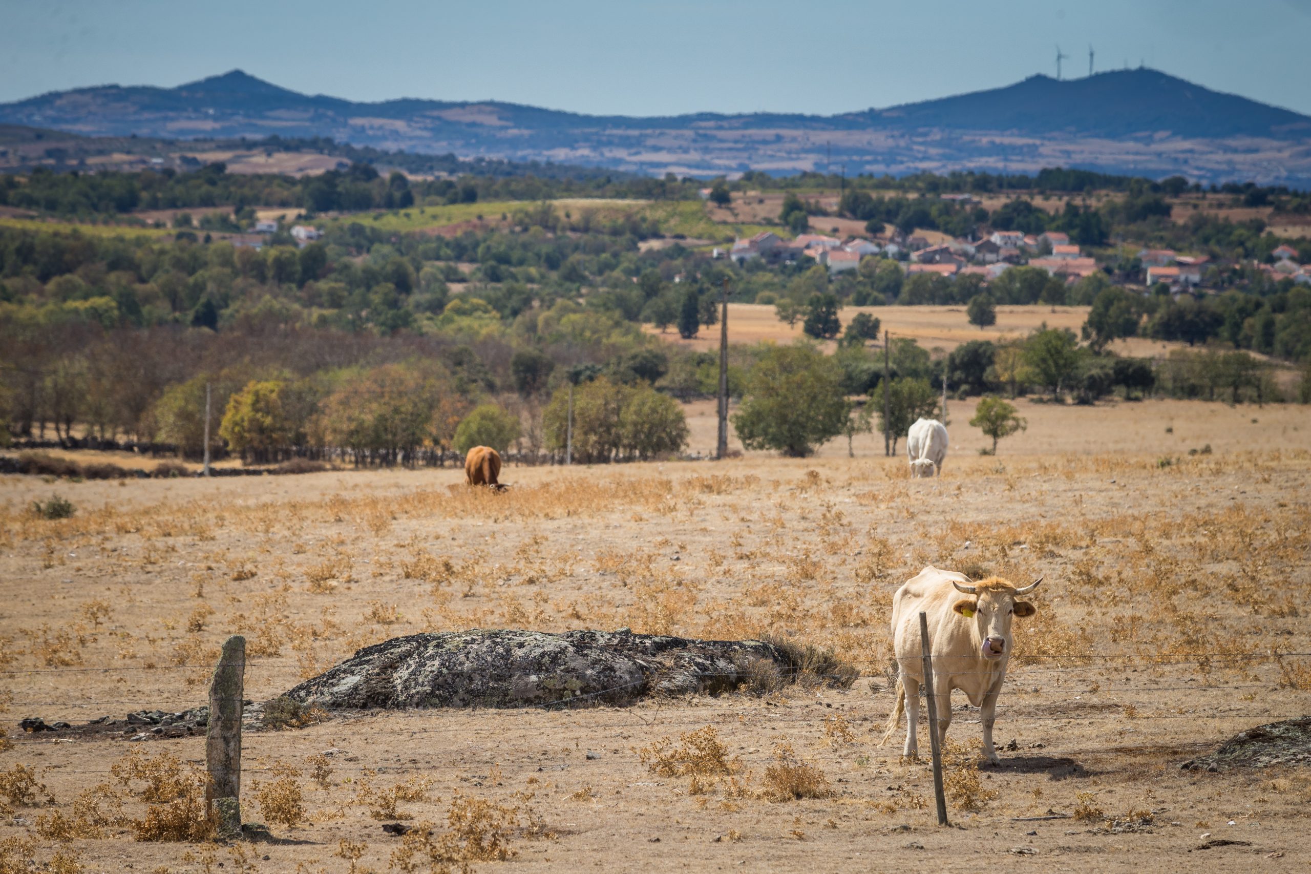 Seca. Produtores de bovinos de raça mirandesa alarmados com falta de alimento