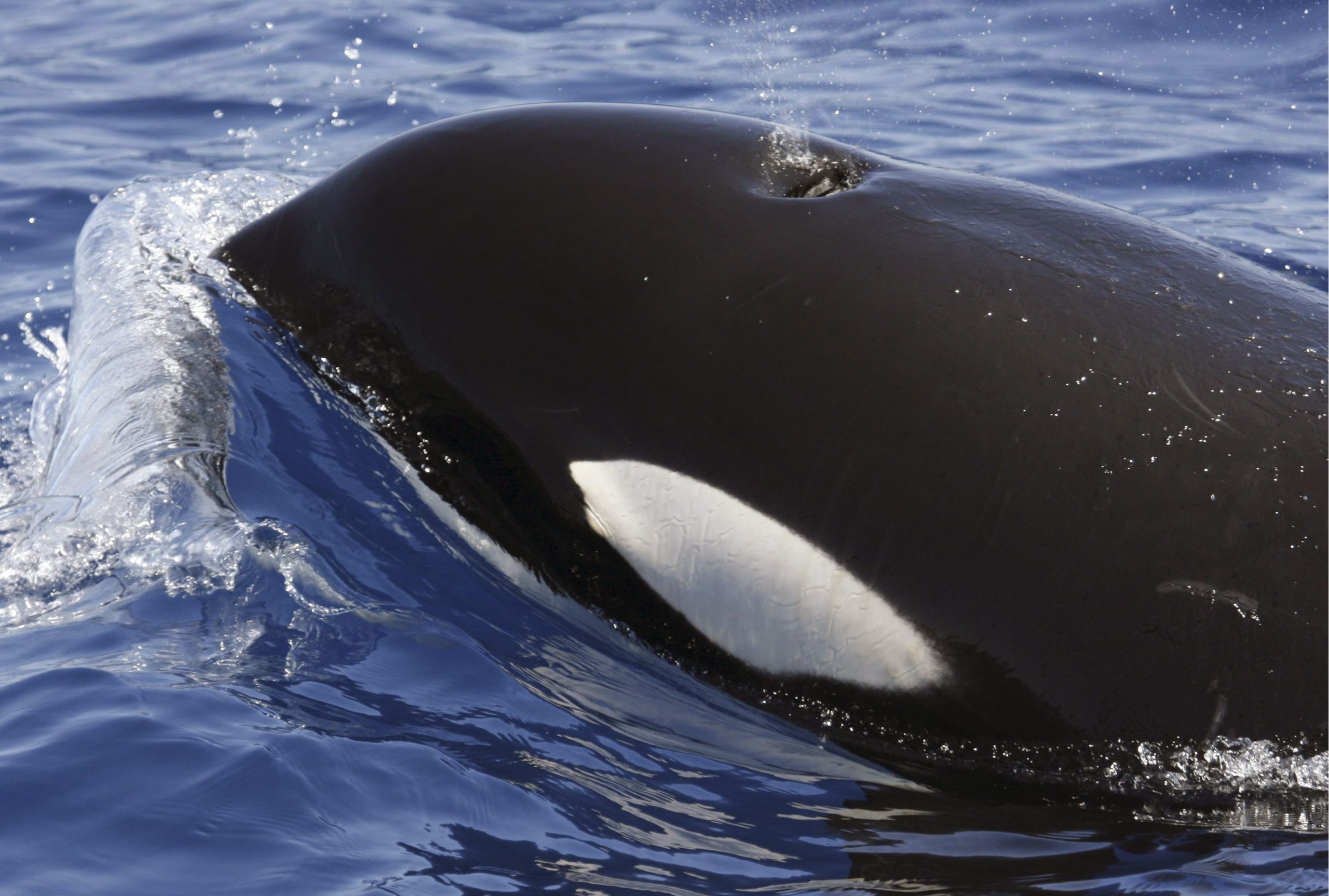 Pela segunda vez, a orca Tahlequah carrega o corpo de cria morta