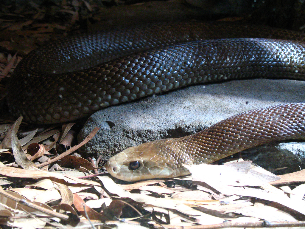 É um recorde. Na Austrália, foi recolhido de veneno de cobra suficiente para matar 100 pessoas