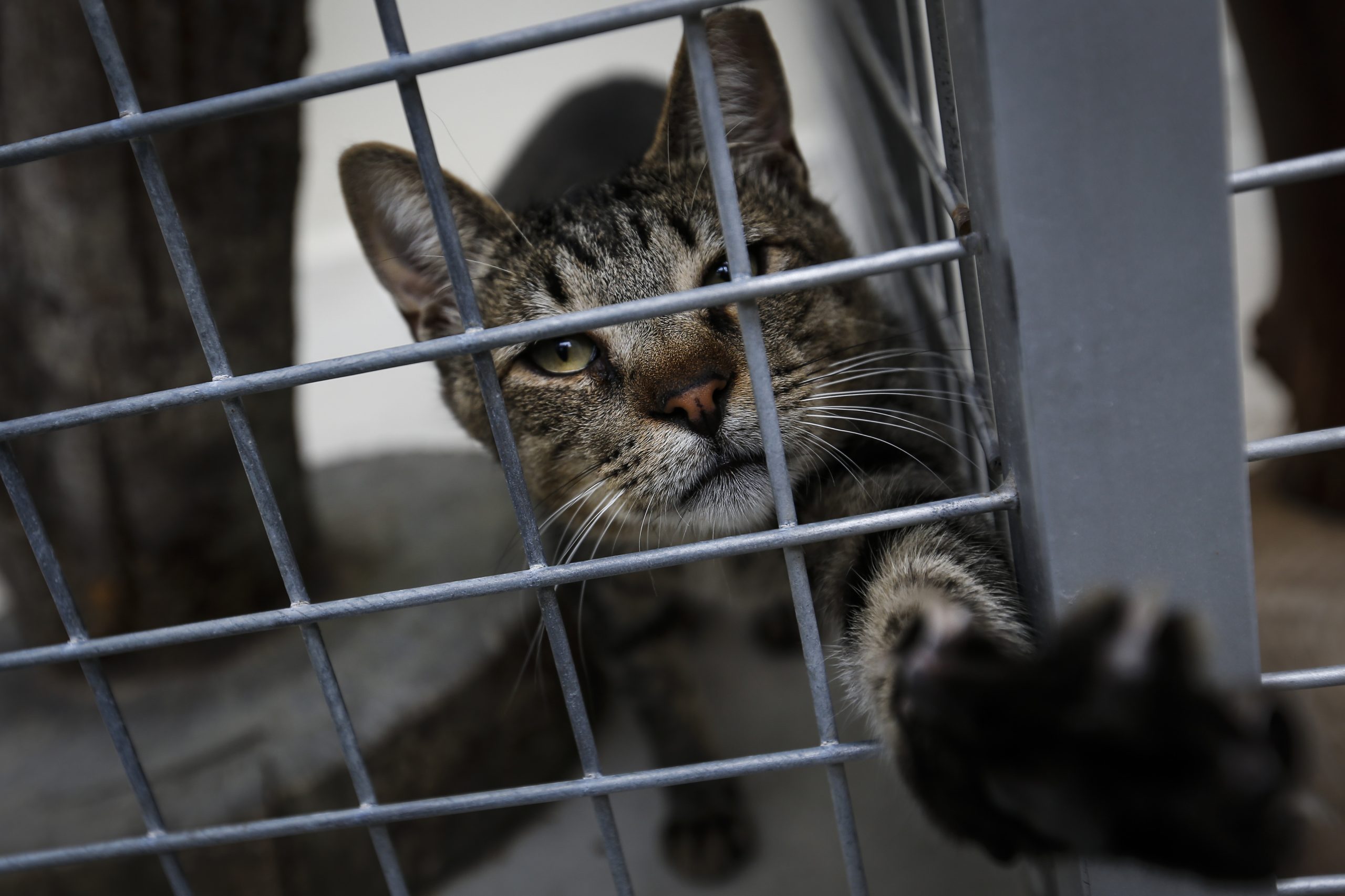 Proibição de abate nos canis põe em causa a saúde pública