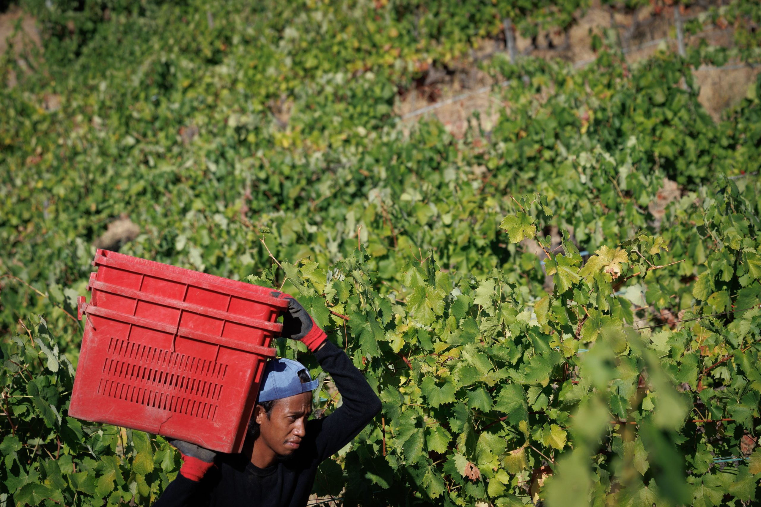 Governo cria apoio de 12 milhões de euros para produtores de vinho no Douro
