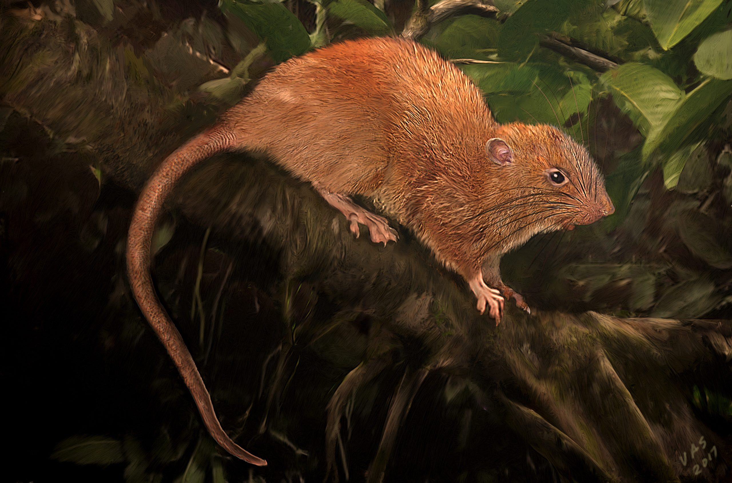 Mamíferos eram animais noturnos até à extinção dos dinossauros