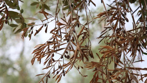 “Xylella fastidiosa”. Um “barril de pólvora” que afeta vinha e olival