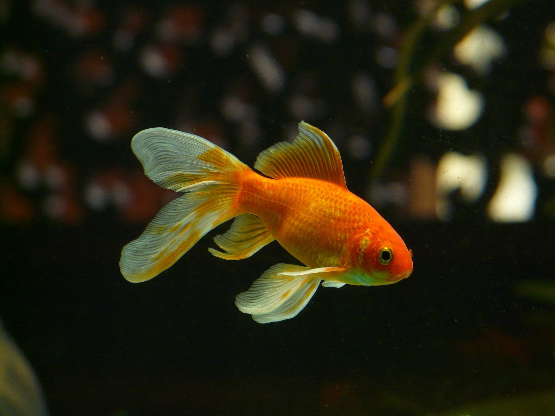 E se os peixes dourados afinal não tiverem “memória de peixinho”?