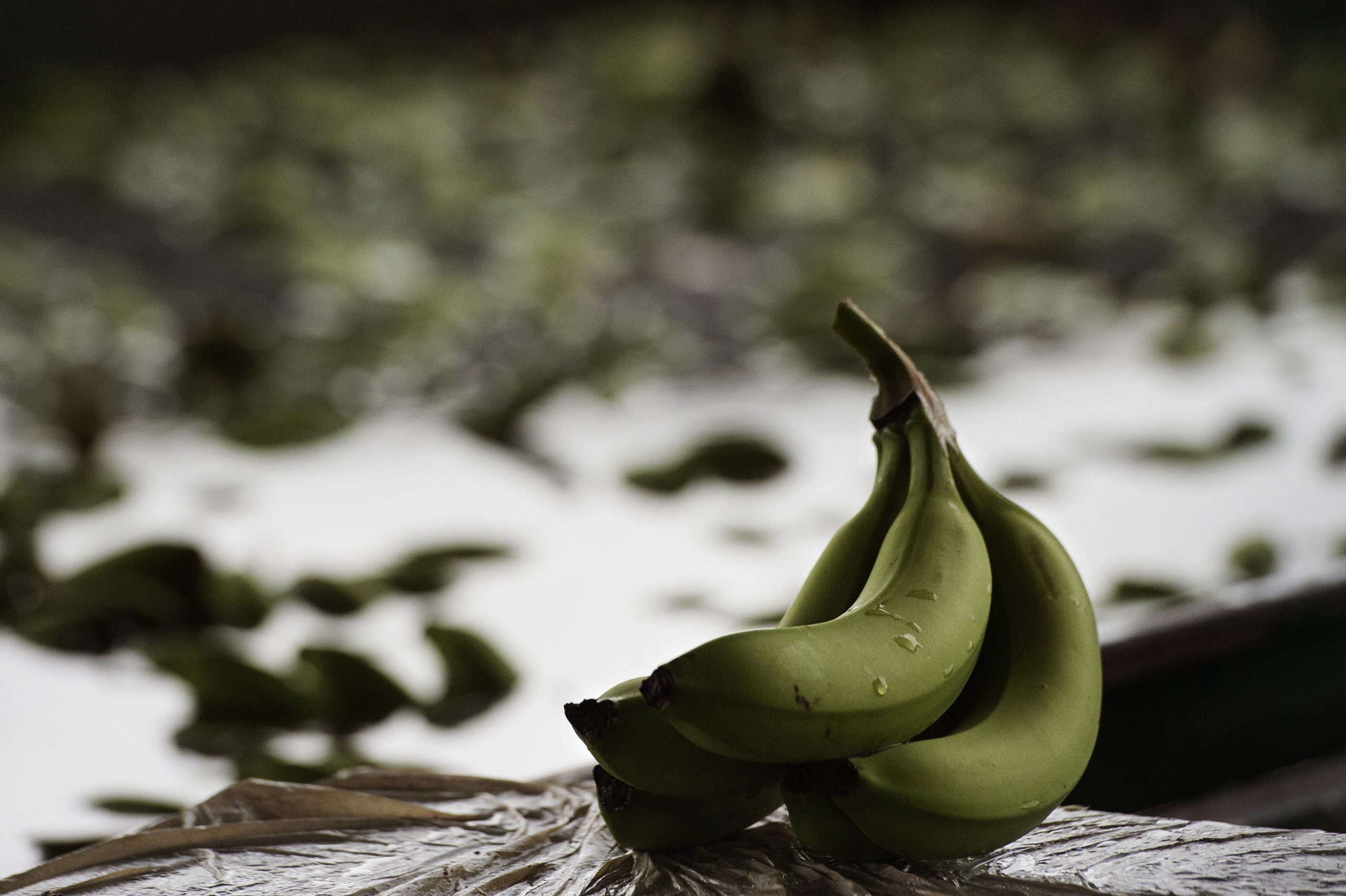 Produtores de banana da Madeira criticam novo centro de processamento