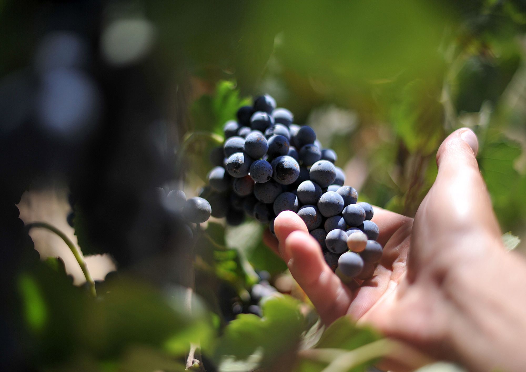 As vindimas no Douro também são para os turistas pisarem as uvas