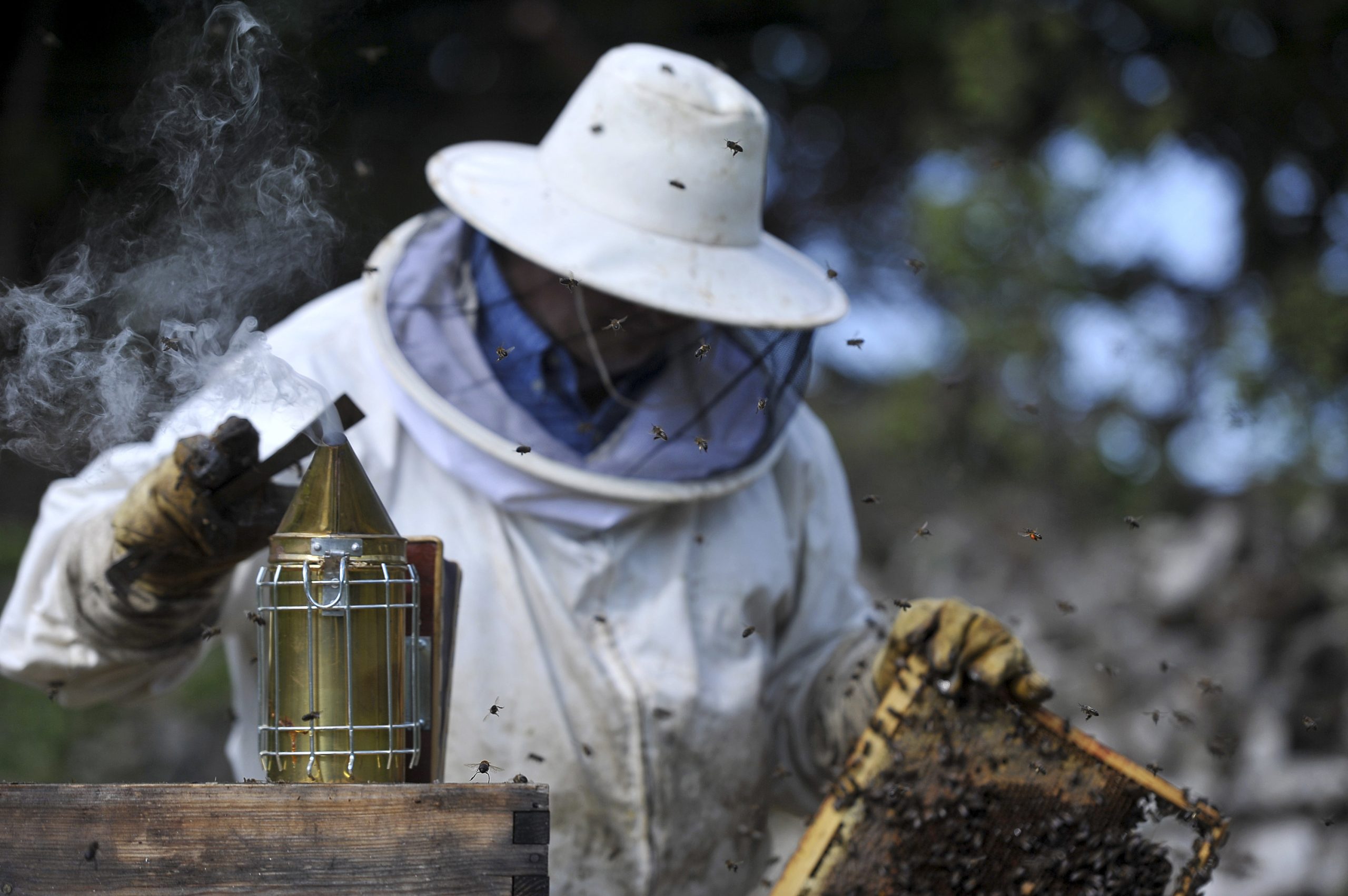 Seca: Apicultores do Douro Internacional reclamam ajudas para alimentar abelhas