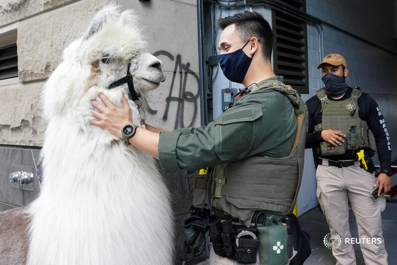 Caesar, o lama que traz calma e consolo nos protestos antirracismo em Portland
