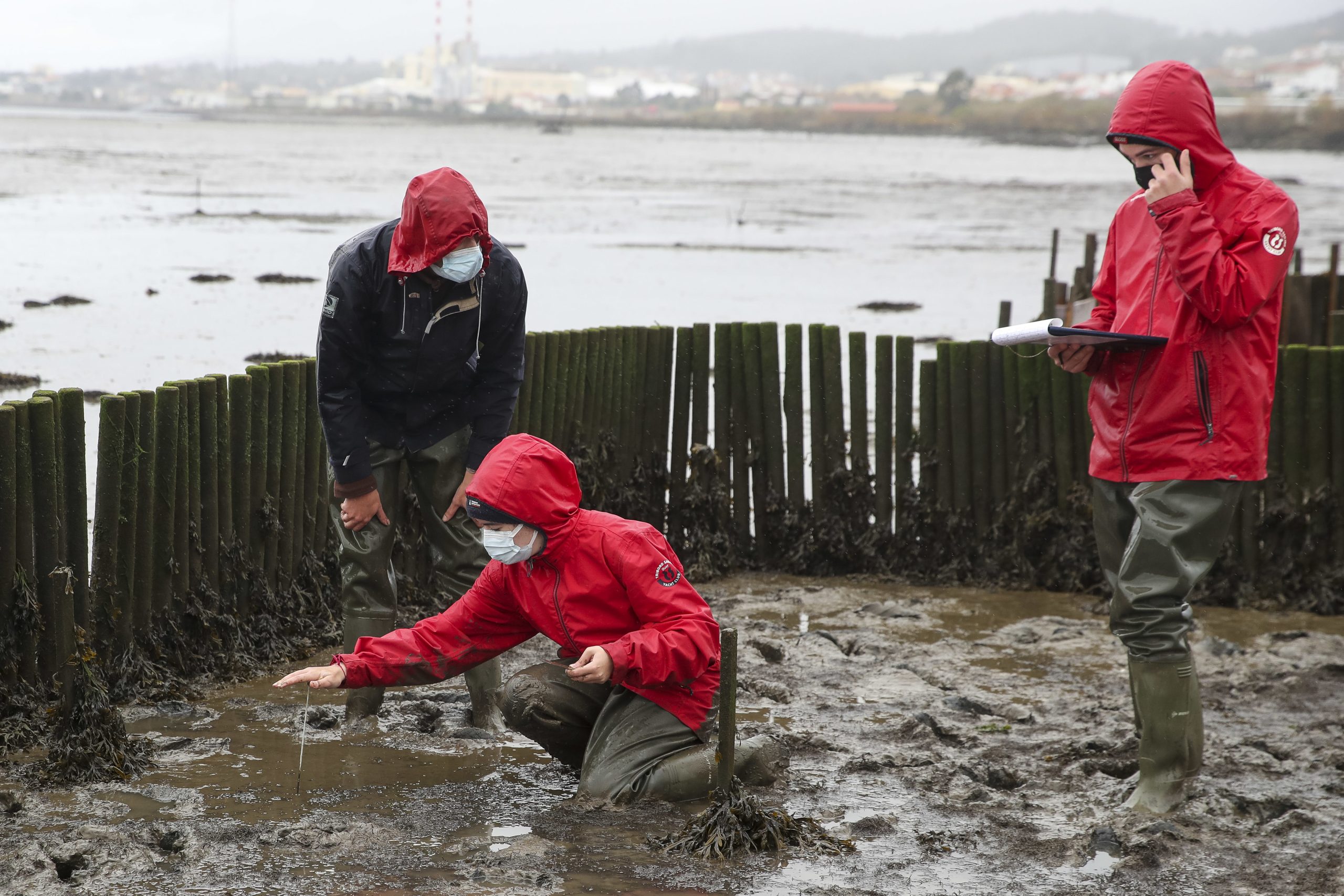 Cientistas “enterrados” na lama para proteger sapais do estuário do Mondego