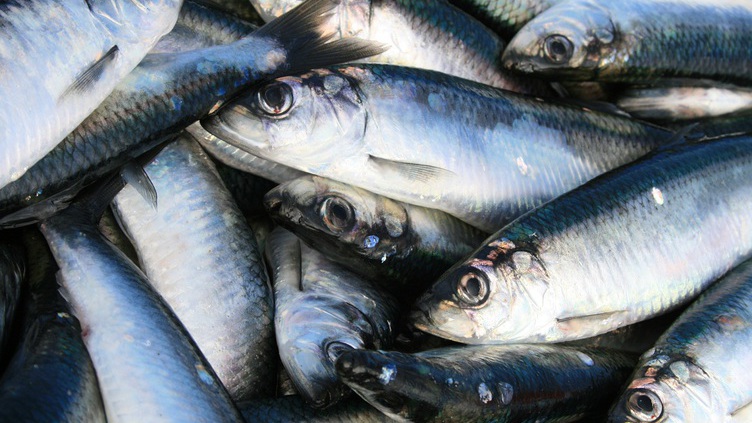 Investigadores aproveitam espinhas e cartilagens de peixe para criar sensores óticos