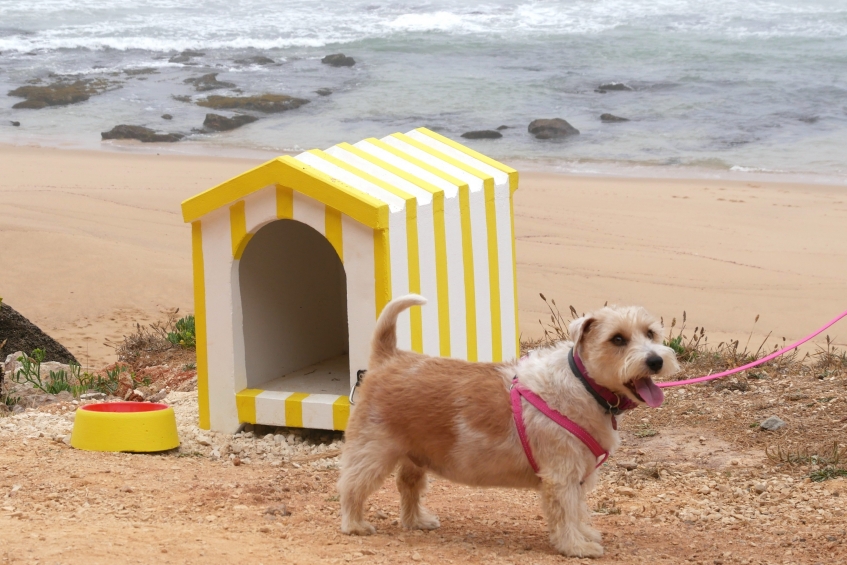 Existem 8 praias “pet friendly” em Portugal e algumas até têm espaços especiais para animais