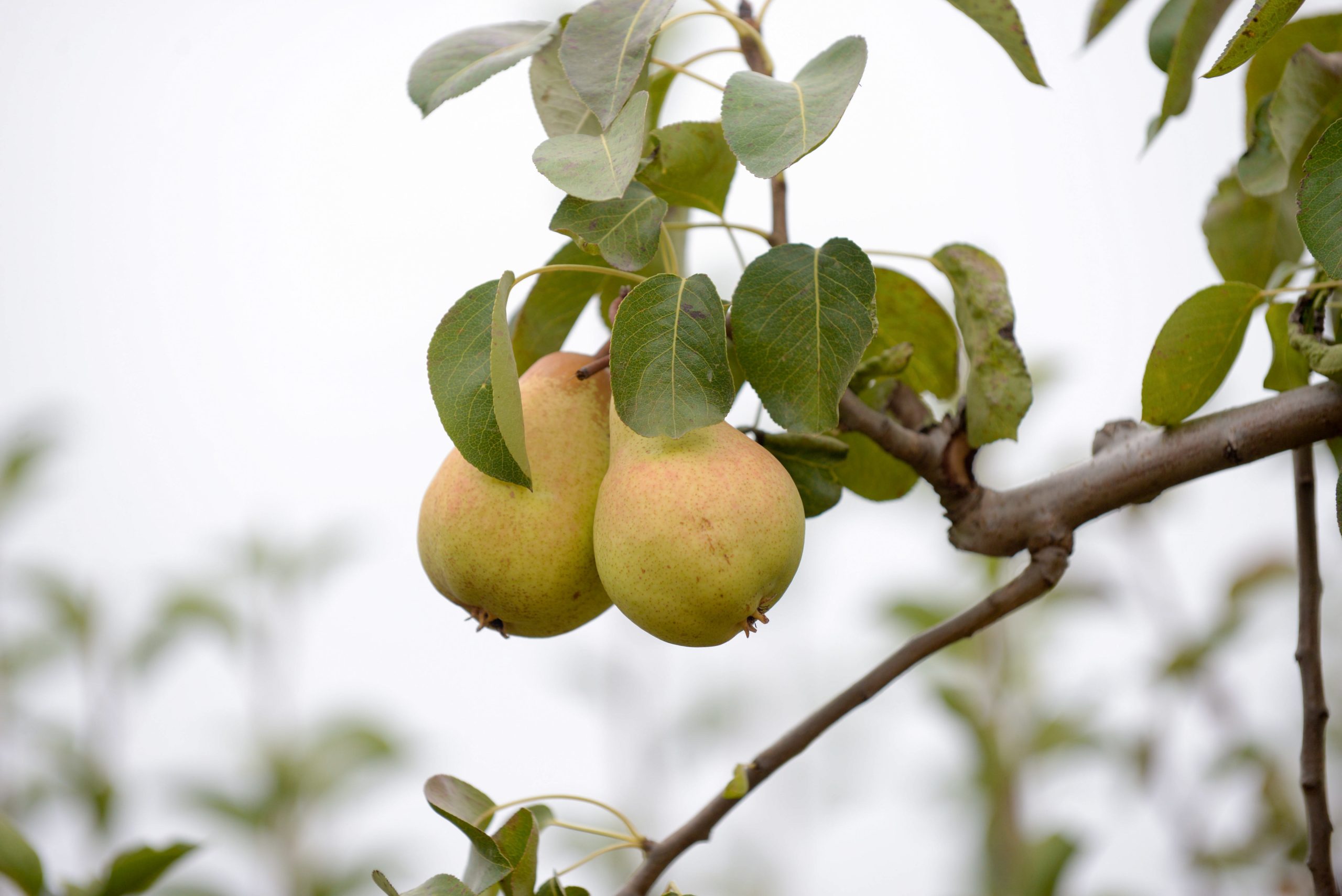 Produção de pera rocha com quebra até 25% por causa do calor