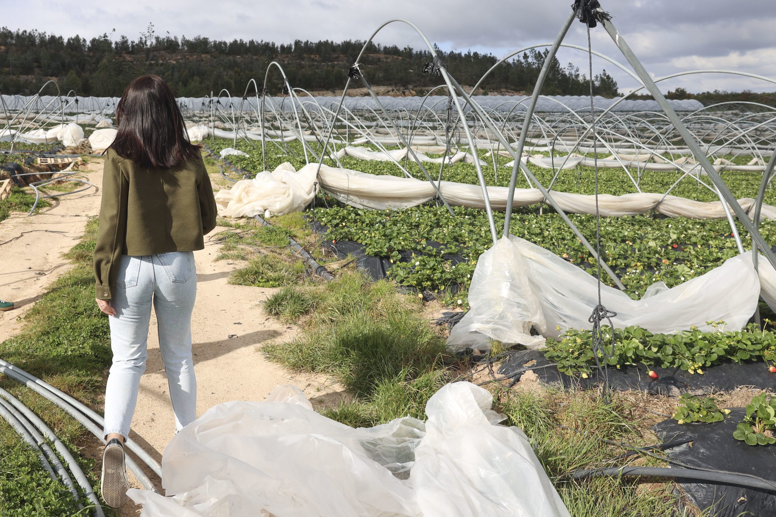 Governo anuncia apoios às explorações agrícolas com perdas acima de 30% devido ao mau tempo