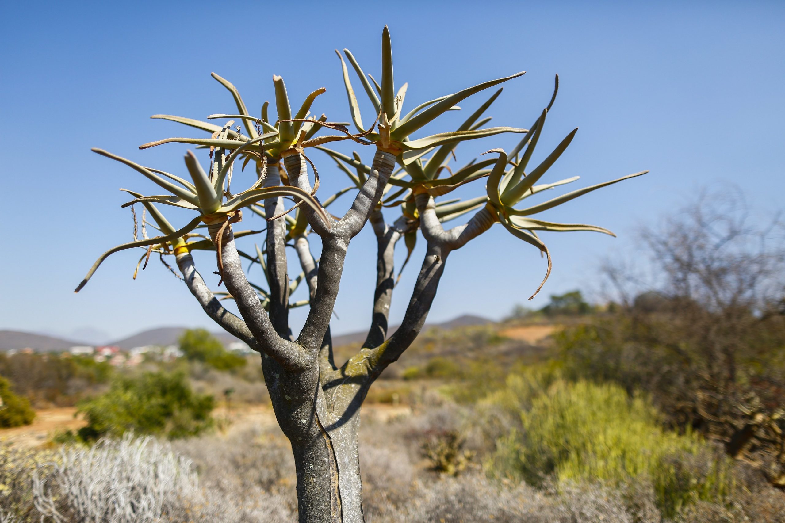 Alterações climáticas de “origem humana” responsáveis pela vaga de calor no Sahel