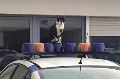 Aqui há gato e a PSP está à procura de um nome