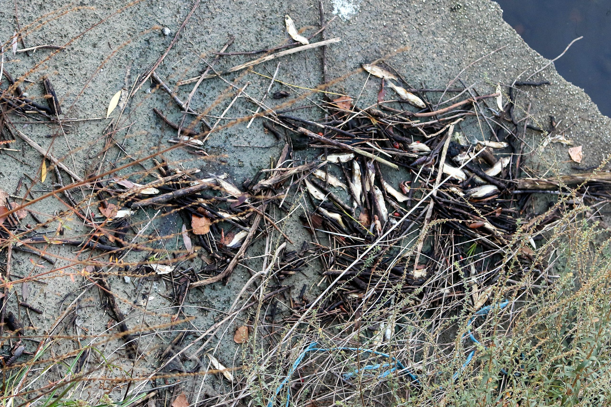 Torres Novas remove milhares de peixes do Almonda e interdita pesca e atividades lúdicas