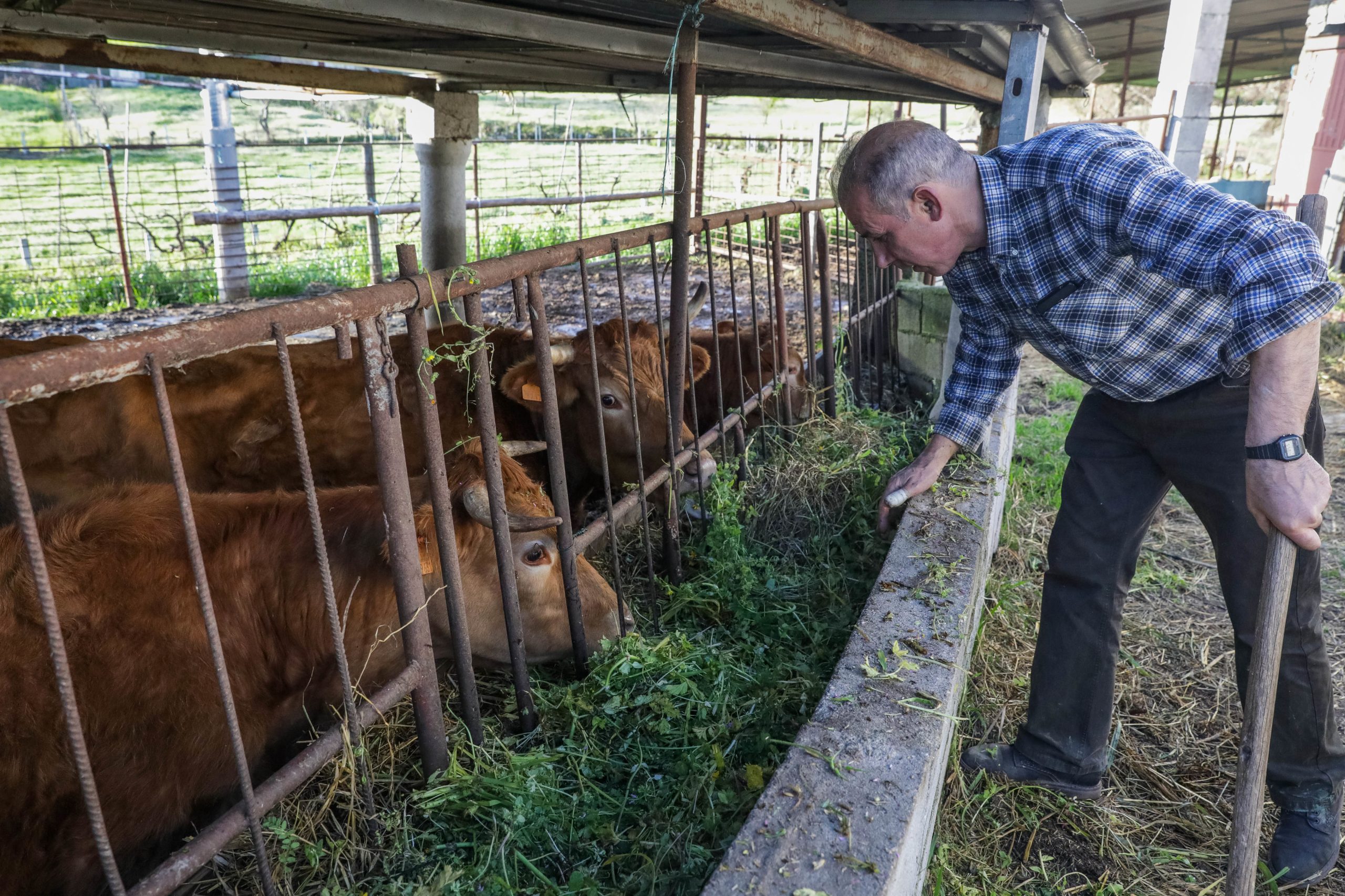 Miranda do Douro discorda do número de mortes de bovinos revelados pelas autoridades: “São bem mais”